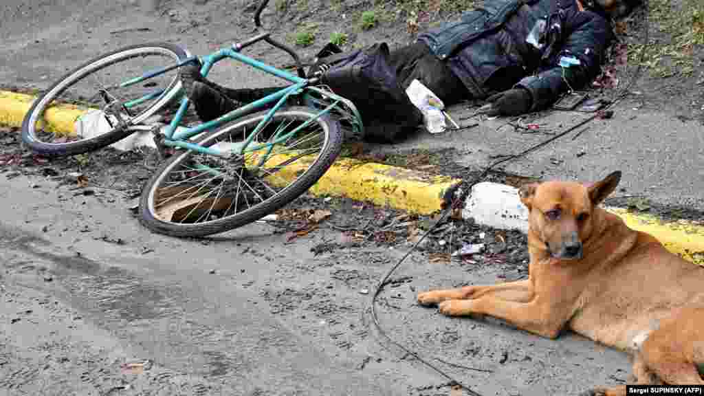 A dog sitting near a civilian identified as Volodymyr Brovchenko, who was shot dead while riding his bike in Bucha. Ukraine and its Western allies accused Russian troops of war crimes after the discoveries, pointing to an abundance of footage and witness accounts. Moscow denies the accusations, claiming the atrocities in Bucha were staged.