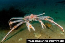 Камчатский краб. Фото из соцсетей