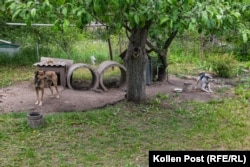 Two dogs look out over the Tetyana and Natasha's vegetable plot in Kozacha Lopan, Ukraine.