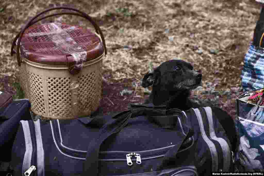 Pets are also awaiting evacuation from Vovchansk.