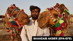 په کراچۍ کې تر لوی اختر وړاندې يو کس د څارويو په بازار کې خپل اوښان د پلور لپاره راوستي دي ـ انځور له ارشيفه