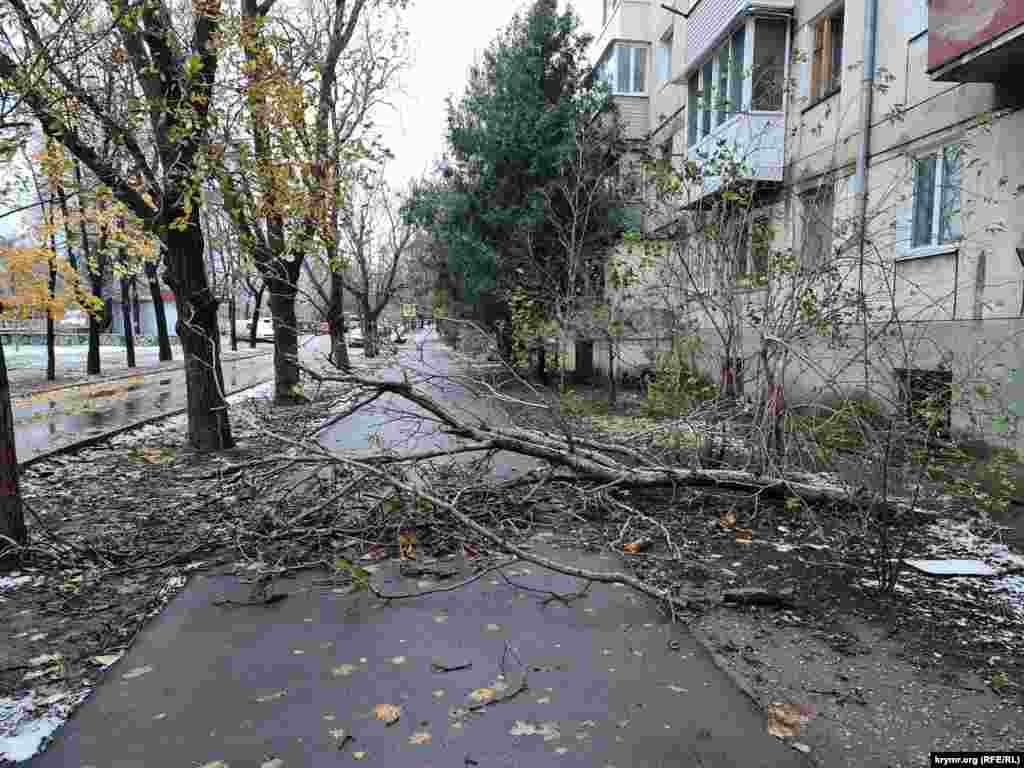 A fallen tree blocks the sidewalk in front of a residential building in Simferopol. 