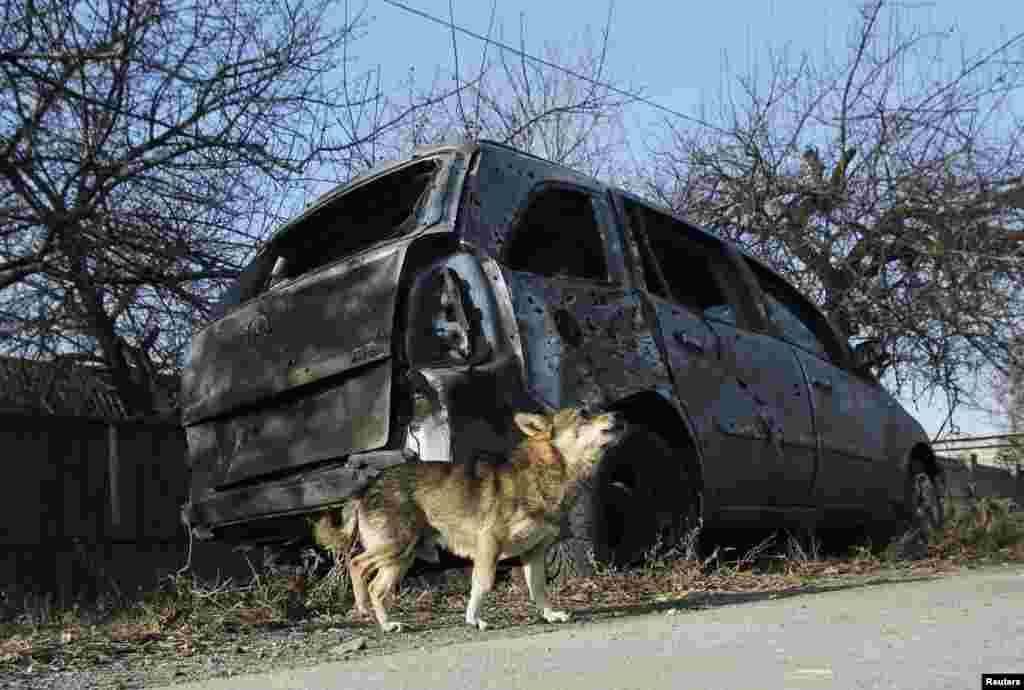 A dog barks in front of a car damaged by recent shelling in the village of Krasnyi Pakhar near Donetsk in November 2014.