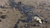 После крушения танкеров РФ в Черном море найдено более 60 погибших китообразных