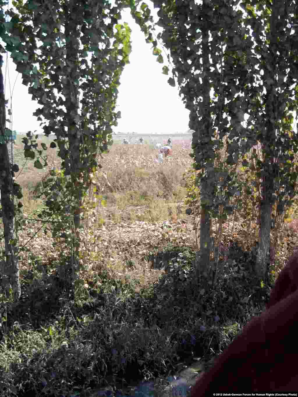 At each cotton field, like this one in Tashkent Province, police are present or notified if anyone comes to take photos or interview people. The authorities frequently harass Uzbek human rights defenders when they try to monitor the cotton harvest.