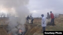 Сотрудники СЭС сжигают скелеты и туши ослов.