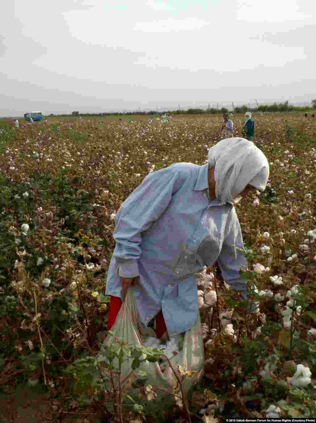 A woman who identified herself as a teacher picks cotton in Jizzakh Province on September 25, 2012.