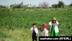 PHOTO GALLERY: Officials in Turkmenistan have long been under international scrutiny for recruiting children to harvest cotton, the country's most important crop. In recent years, the country has enforced laws forbidding the use of child labor. But this harvest season it appears that even young children are back at work in the fields. RFE/RL's Turkmen Service captured these photos from the cotton fields in the Ahal and Lebap provinces.