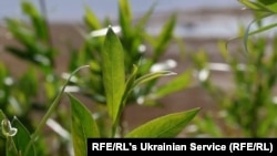 Willows and poplar are growing in abundance in areas that were under meters of water before the 2023 dam burst disaster.