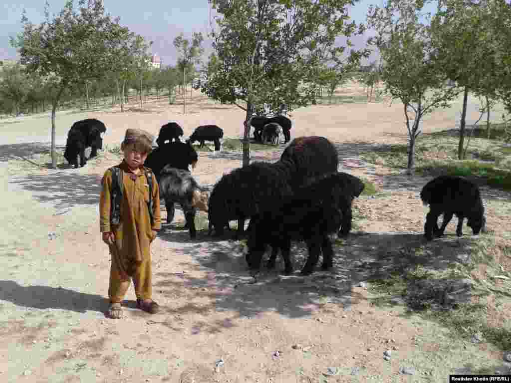 An Afghan boy herding a flock of sheep. 