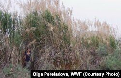 Reed jungles could provide tigers with appropriate habitat. (Photo: Olga Pereladova, WWF)