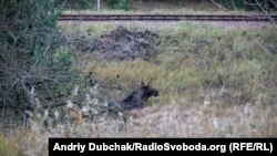 Лось, який відпочиває біля старої залізниці, що проходить крізь Рудий Ліс