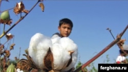 The use of student and child labor to pick cotton violates state and international labor laws. (file photo)