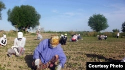 Human rights organizations have long charged Uzbek officials with using schoolchildren to harvest cotton.