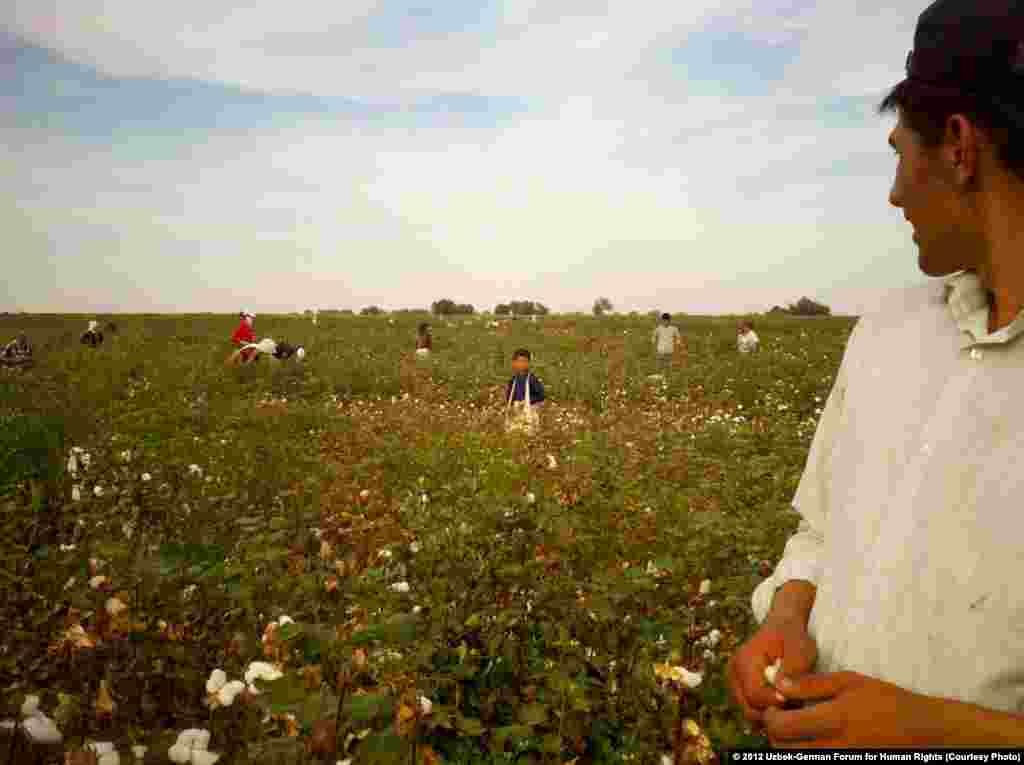 A child picks cotton in September 2012, Suyima Pakhtakor, Jizzakh.