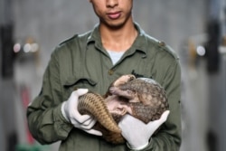 Wýetnamyň faunany goramak merkezinde bir işçi pangolinany tutup dur, ol ýerde pangolinanyň köpelmek maksatnamasy hereket edýär