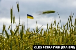 Ячмінне поле на Київщині, 23 червня 2022 року /// Ячменное поле в Киевской области, 23 июня 2022 года