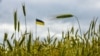 Produsele agricole ucrainene, la prețuri mult mai mici decât cele domestice, au inundat piețele țărilor pe care trebuiau doar să le tranziteze.