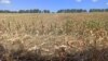 O miză a bugetului pe 2021: un miliard de lei pentru combaterea secetei din Agricultură