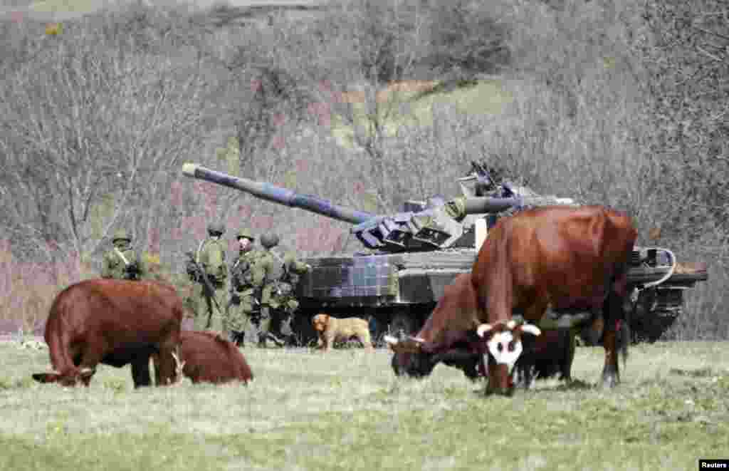 Cows graze near a tank and servicemen, believed to be Russian, outside a military base in Perevalnoye, near the Crimean city of Simferopol, in March 2014.