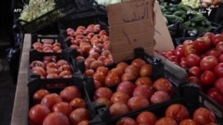 د شام په ادلیب کې د املوکو کښت ښه مېوه پیدا کوي 