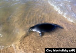 The body of a dead seal on Lake Baikal (file photo)