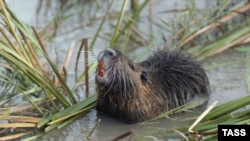 A nutria