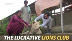 Mane Attraction: Karachi's Elite Keep White Lions As Status Symbols
