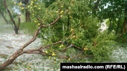 سړات کې توپاني سیلۍ د شپتلو ونې هم چپه کړې
