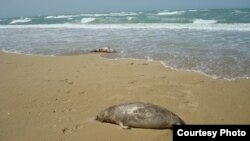 Туши тюленей на берегу Каспийского моря. Мангистауская область, 27 апреля 2013 года.