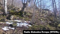 Шуми на планината Кожуф, на патот од Гевгелија до скијачкиот центар, меѓу селата Коњско и Смрдлива вода.