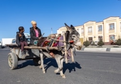 A donkey-drawn wagon in Samarkand