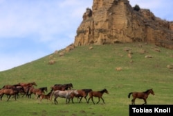 A herd of horses near Kaminomost in Kabardino-Balkaria