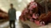 World: Experts Try To Unify Strategies Against Bird Flu