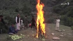 په سوات کې د جوارو تراړ