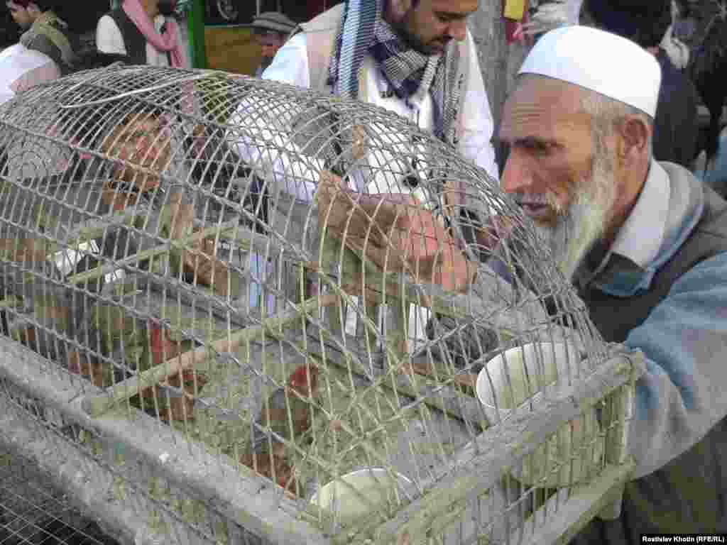 Some of Afghanistan's earliest European explorers described Kabul as "paradise" because of the sound of birds singing in local gardens. Here, an Afghan man selling finches at a market. 