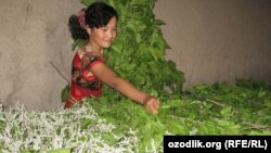 Voracious eaters, a small packet of silkworm larvae can eat about 2 kilograms of mulberry leaves a day and later those same worms can munch up to 270 kilos of fresh leaves daily. (file photo)