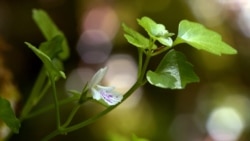 'Svoja na svome': Petrolamium crnojevicii, cvijet crnogorskog krša
