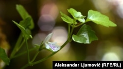 'Svoja na svome': Petrolamium crnojevicii, cvijet crnogorskog krša