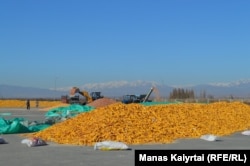 Working on the corn harvest in Penzhim