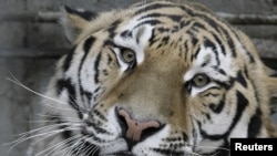 Artyom, a 3-year-old Amur tiger, looks out of his enclosure at a zoo in the Russian city of Rostov na Donu.
