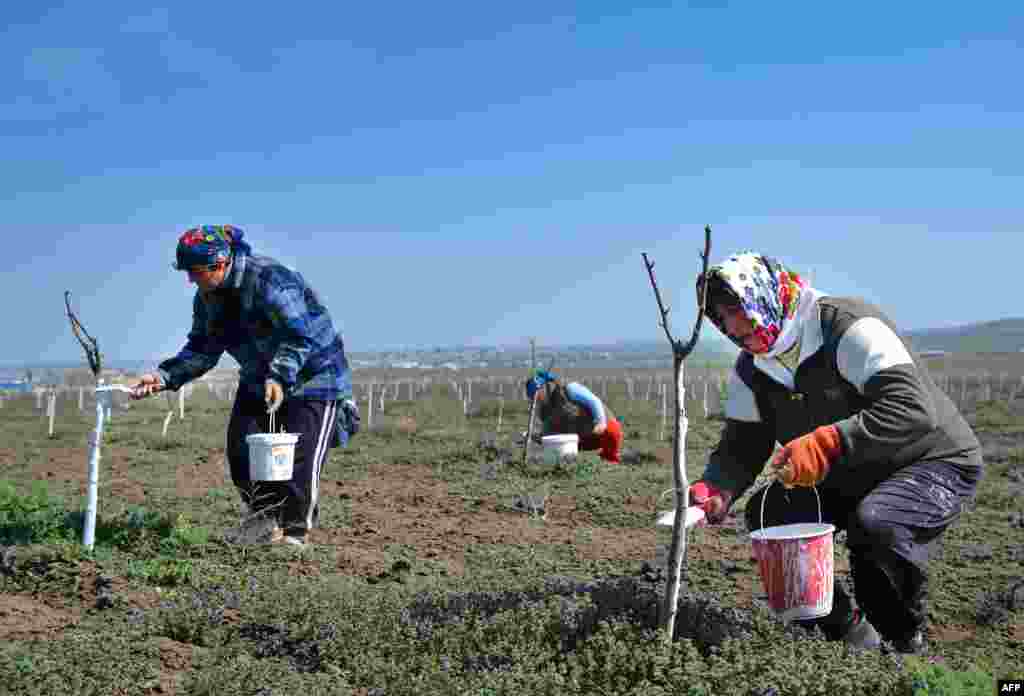 Women treat plum trees with chalk in a field near Comrat, the main city of Gagauzia.