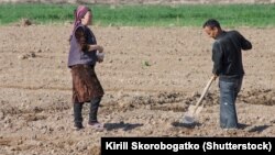 Farmers working in the field in Karakalpakstan, Uzbekistan.