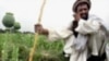 UN Sees Promising Trend In Poppy Cultivation
