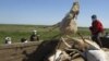 Men load a trailer with the carcasses of dead saiga antelopes in Kazakhstan on May 22, 2010.